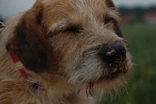 Ruffi – uległy, opanowany psiak szuka do