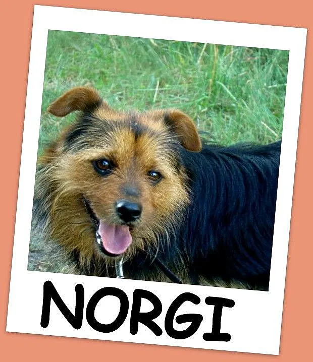Mały 9 kg, 2 letni psiak NORGI, radosny,przyjazny,