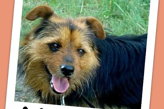 Mały 9 kg, 2 letni psiak NORGI, radosny,przyjazny,