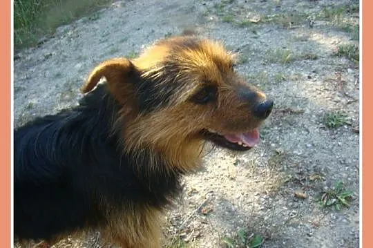 Mały 9 kg, 2 letni psiak NORGI, radosny,przyjazny,