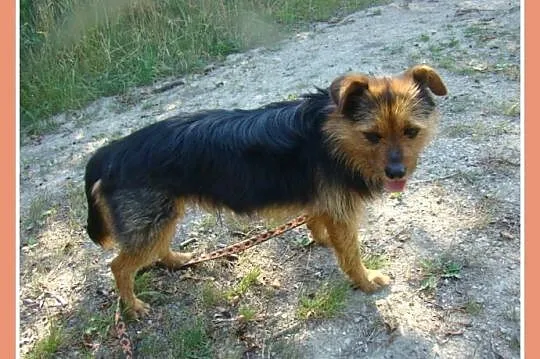 Mały 9 kg, 2 letni psiak NORGI, radosny,przyjazny,