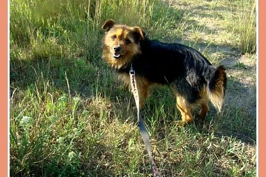 Mały 9 kg, 2 letni psiak NORGI, radosny,przyjazny,