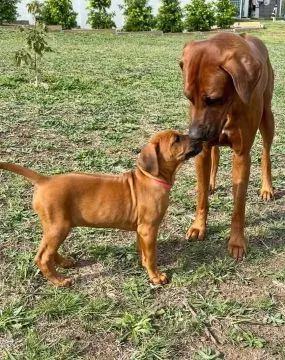 Urocze szczenięta bloodhound do adopcji e-mail: {{dorotapaula829@gmail.com}}
