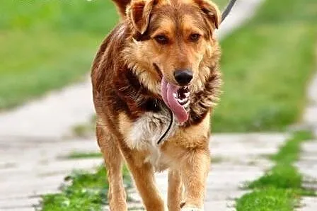 Lajonek piękny, łagodny, młodziutki psiak ADOPCJA,  małopolskie Kraków