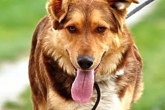 Lajonek piękny, łagodny, młodziutki psiak ADOPCJA,