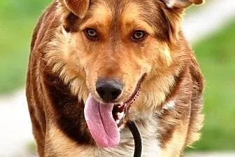 Lajonek piękny, łagodny, młodziutki psiak ADOPCJA,
