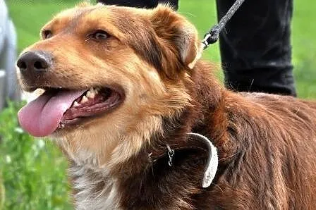Lajonek piękny, łagodny, młodziutki psiak ADOPCJA,