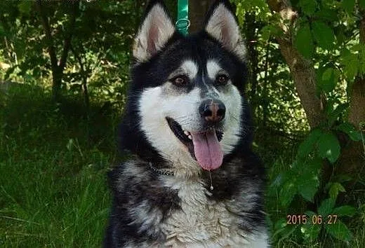 MASIA łagodna suczka alaskan malamute ADOPCJA, ma