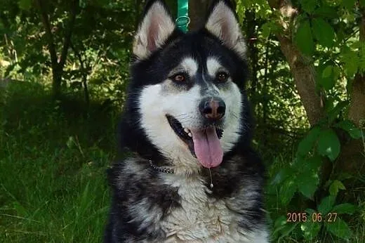 MASIA łagodna suczka alaskan malamute ADOPCJA,  ma