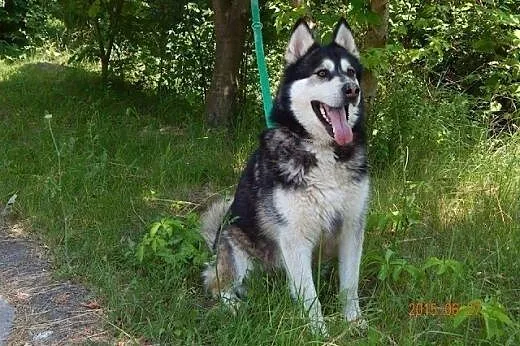 MASIA łagodna suczka alaskan malamute ADOPCJA,  ma