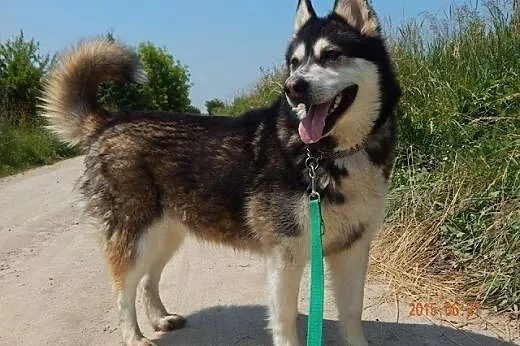 MASIA łagodna suczka alaskan malamute ADOPCJA,  ma
