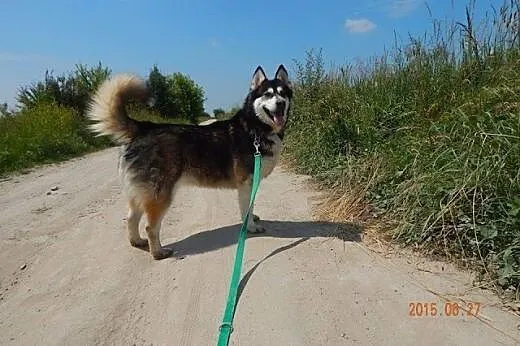 MASIA łagodna suczka alaskan malamute ADOPCJA,  ma