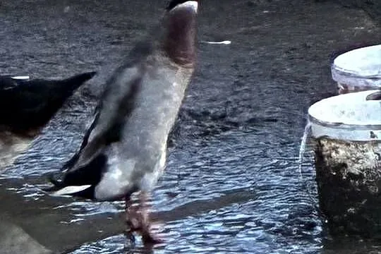 Sprzedam kaczora rasy biegus, Wielkopolskie, Ostrzeszów