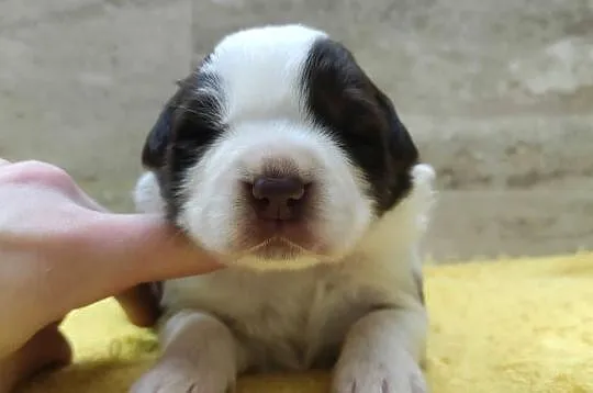Rasowy pies Border Collie z pełną dok. przebadani rodzice