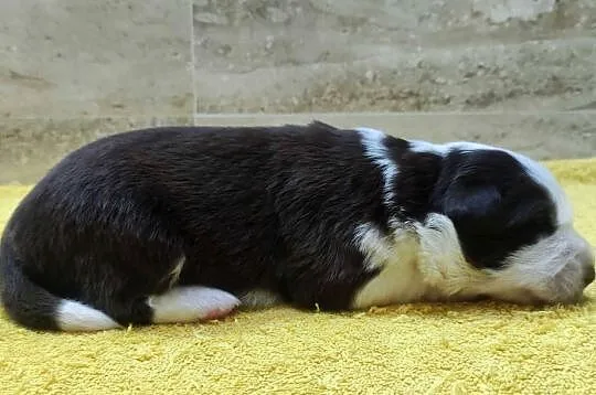 Rasowy pies Border Collie z pełną dok. przebadani rodzice, Podkarpackie, Iwonicz