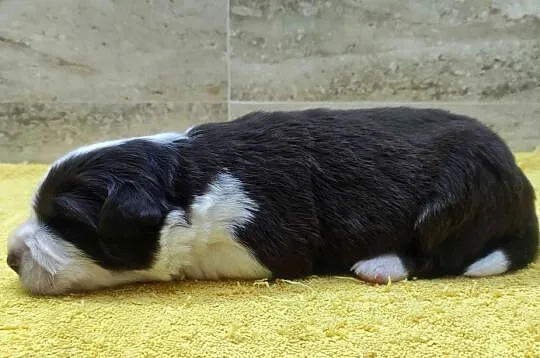 Rasowy pies Border Collie z pełną dok. przebadani rodzice, Podkarpackie, Iwonicz