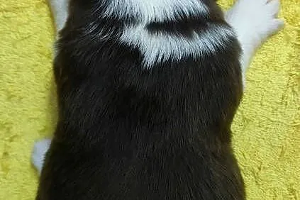 Rasowy pies Border Collie z pełną dok. przebadani rodzice, Podkarpackie, Iwonicz