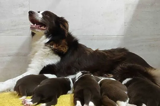 Rasowy pies Border Collie z pełną dok. przebadani rodzice, Podkarpackie, Iwonicz