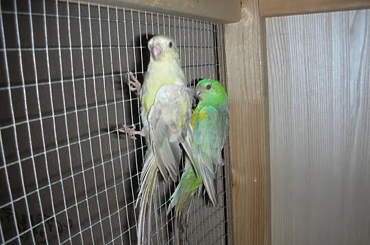 Papugi świergoty,dobrana zdrowa niespokrewniona pa