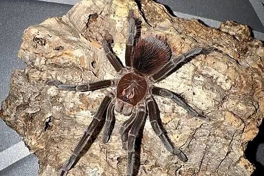 Pamphobeteus sp cascada 4DC podrostek, Małopolskie, Kraków