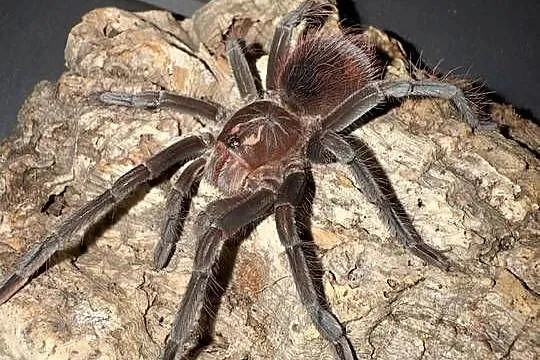 Pamphobeteus sp cascada 4DC podrostek, Małopolskie, Kraków