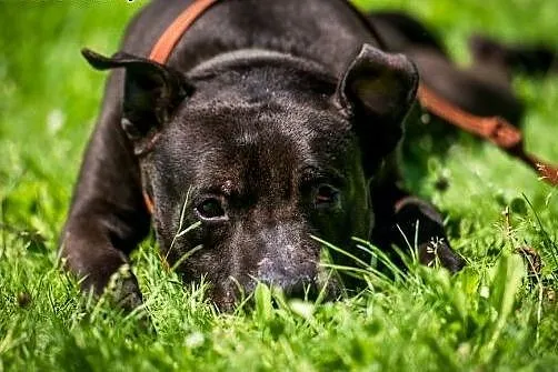 NEMO - piękny, czarny, z małym krawacikiem :),  ma