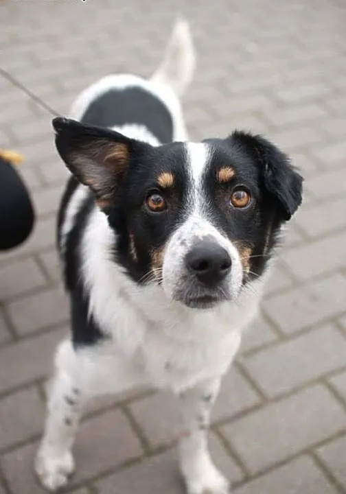 Kamyczek do adopcji! :–), mazowieckie W