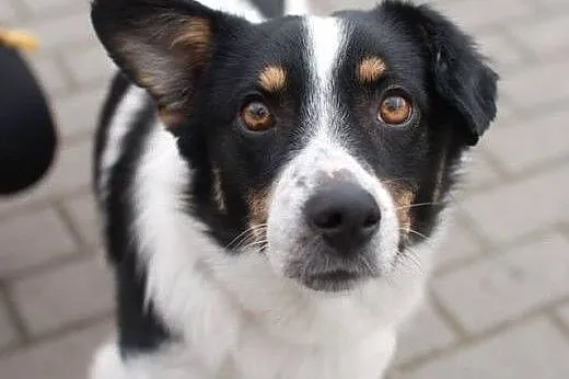 Kamyczek do adopcji! :&#8211;),  mazowieckie W