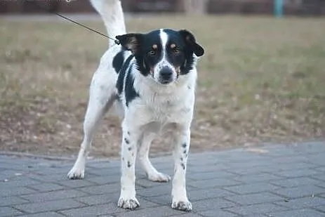 Kamyczek do adopcji! :&#8211;),  mazowieckie W