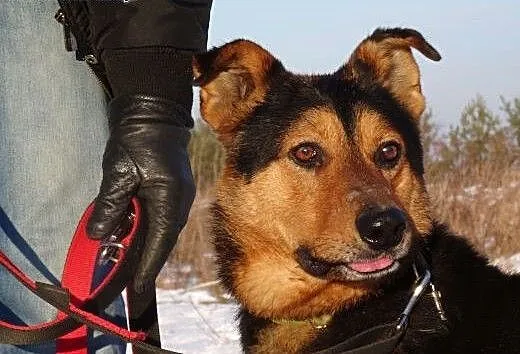Moris- wyjątkowy pies, szuka fajnego domu., małop