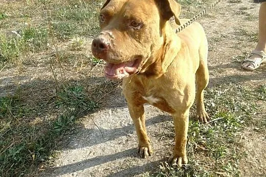 Dżej Dżej w typie amstafa szuka domu,  Kundelki ca
