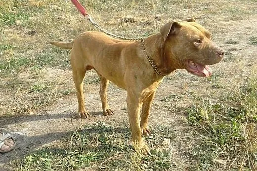 Dżej Dżej w typie amstafa szuka domu,  Kundelki ca