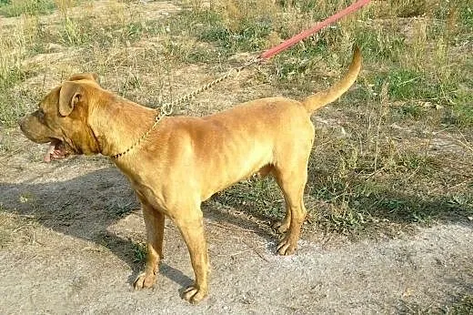 Dżej Dżej w typie amstafa szuka domu,  Kundelki ca