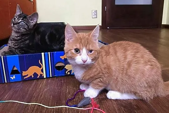 3 miesięczne kotki, Pączek i Kluska szukają domu!