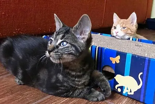 3 miesięczne kotki, Pączek i Kluska szukają domu!