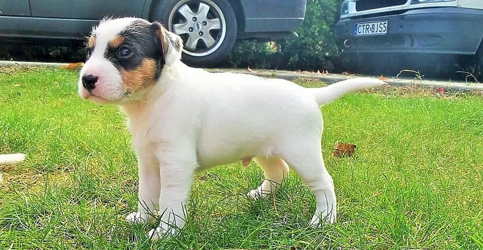 Piesek Parson Russell Terrier