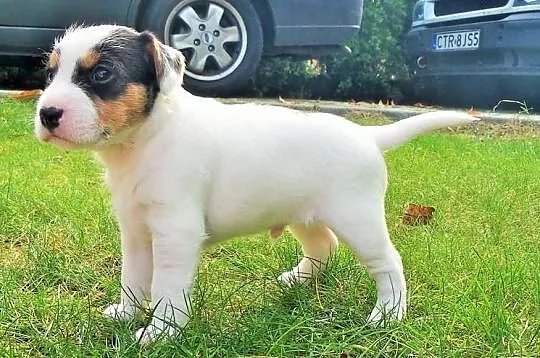 Piesek Parson Russell Terrier