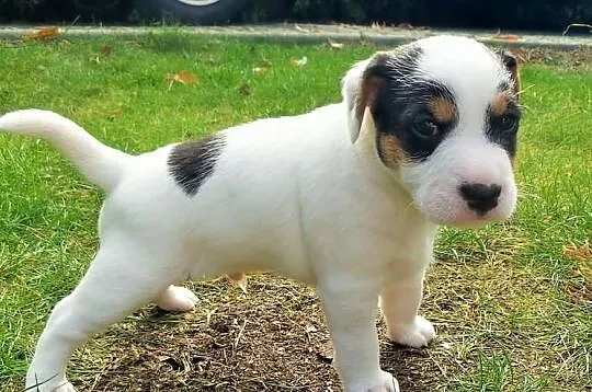 Piesek Parson Russell Terrier