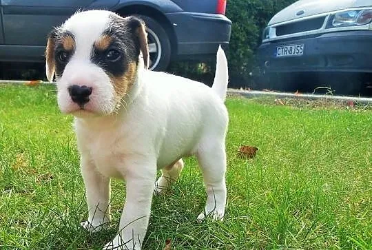 Piesek Parson Russell Terrier