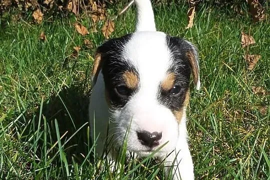 Piesek Parson Russell Terrier