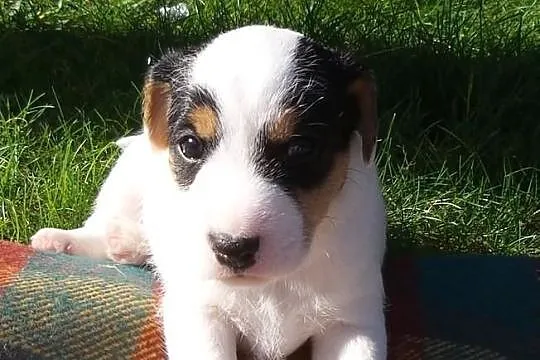 Piesek Parson Russell Terrier