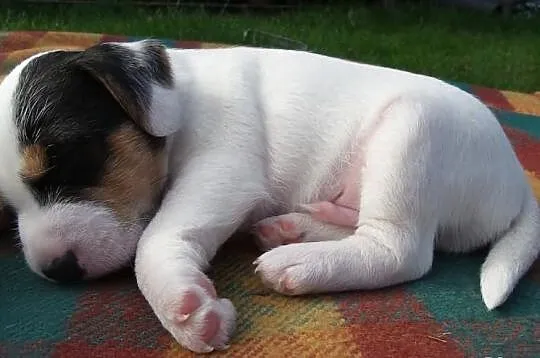 Piesek Parson Russell Terrier