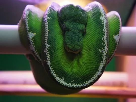 Corallus batesii or Amazon Basin Emerald Tree boas for sale
