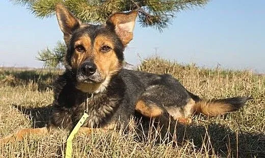 ABIS - uczy się życia, pragnie miłości, mazowieck