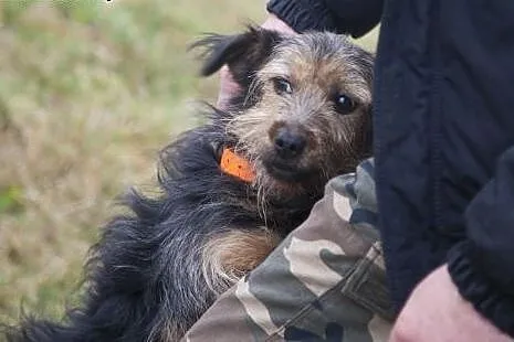 NADIR cudowny sierściuszek do adopcji :),  Kundelk