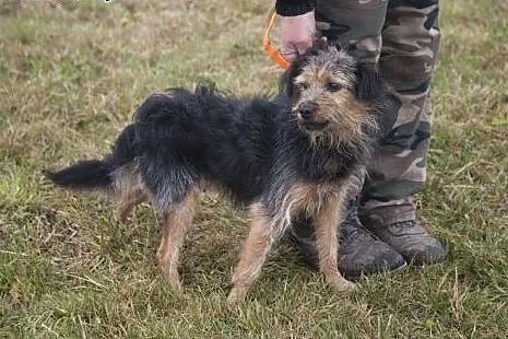 NADIR cudowny sierściuszek do adopcji :),  Kundelk
