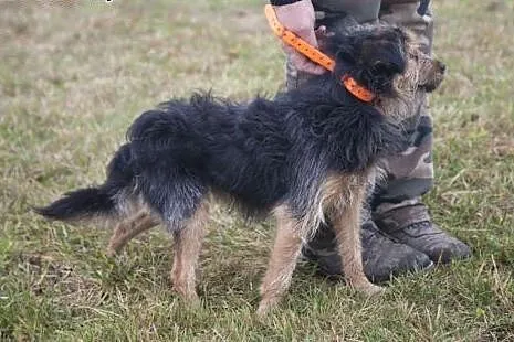 NADIR cudowny sierściuszek do adopcji :),  Kundelk