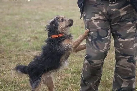 NADIR cudowny sierściuszek do adopcji :),  Kundelk
