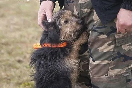 NADIR cudowny sierściuszek do adopcji :),  Kundelk