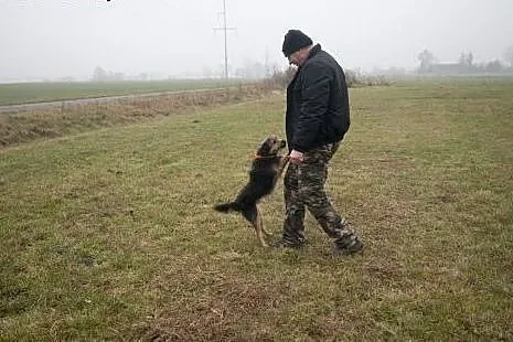 NADIR cudowny sierściuszek do adopcji :),  Kundelk